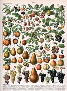 Illustration von Obstsorten, ca. 1905-10 (Farblithografie)