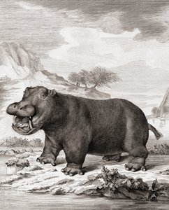 Ein Nilpferd (Hippopotamus amphibius) von (after) Dutch School