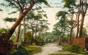 Tannenallee, Hampstead Heath (Farbfoto)