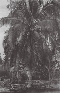 Singapur: Kokosnussbaum von (after) English photographer