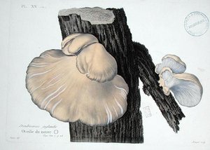 Dendrosarcos juglandis, Platte 20 aus 