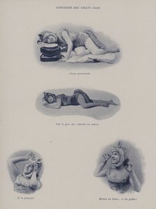 Katzenwettbewerb