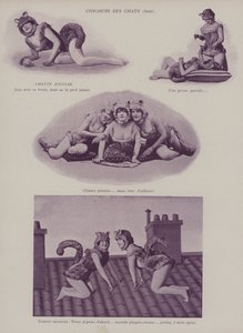 Katzenwettkampf