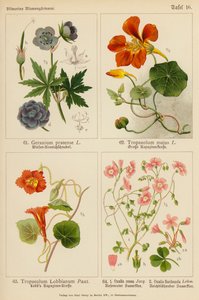 Geranium Pratense, Tropaeolum Majus, Tropaeolum Lobbianum, Oxalis Rosea, Oxalis Floribunda von (after) German School