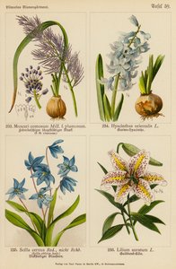 Muscari Comosum, Hyacinthus Orientalis, Scilla Cernua, Lilium Auratum
