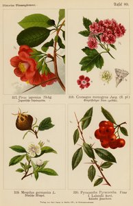 Pirus Japonica, Crataegus Monogyna, Mespilus Germanica, Pyracantha Pyracantha (Farblithografie) von (after) German School