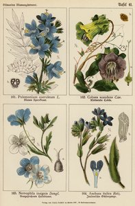 Polemonium Coeruleum, Cobaea Scandens, Nemophila Insignis, Anchusa Italica von (after) German School