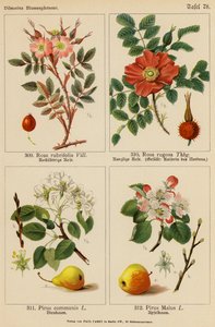 Rosa Rubrifolia, Rosa Rugosa, Pirus Communis, Pirus Malus (Farblithografie) von (after) German School