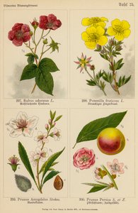 Rubus Odoratus, Potentilla Fruticosa, Prunus Amygdalus, Prunus Persica von (after) German School