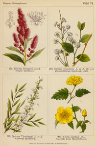 Spiraea Douglasii, Spiraea Prunifolia, Spiraea Thunbergii, Kerria Japonica von (after) German School