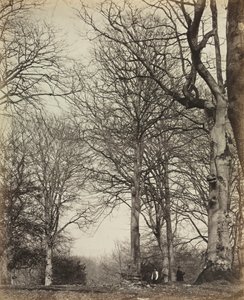 Königin Adelaides Buche von 14th Earl of Caithness James Sinclair