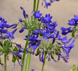 Gefangene Rosen vor weichem natürlichem und künstlerischem Hintergrund.