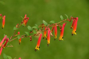 Gefangene Rosen vor weichem natürlichem und künstlerischem Hintergrund von Albert Mansour