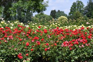 Blumenkunst im Ölmalstil