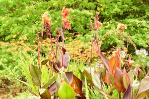 Blumenkunst im Ölmalstil von Albert Mansour
