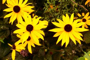 Blumenfeinmalerei im Ölmalstil