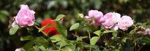 Florale Kunst