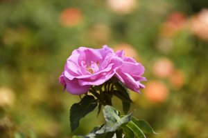 Florale Kunst von Albert Mansour