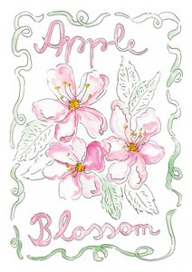 Apfelblüte