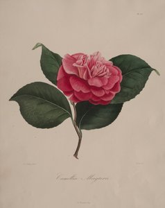Ikonographie der Gattung Kamelie: Nr. 171 von Abbé Laurent Berlèse