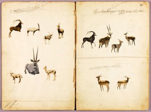Antilopen, Studienmappe für das Buch Tarnfarbe im Tierreich von Abbott Handerson Thayer