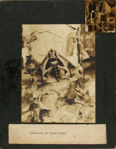 Falkenmotten auf Baumstamm, Studienmappe für das Buch Concealing Coloration in the Animal Kingdom
