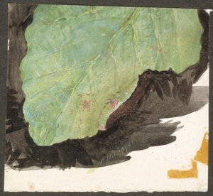 Heterocampa Biundata, Walker, Studie für das Buch Concealing Coloration in the Animal Kingdom von Abbott Handerson Thayer