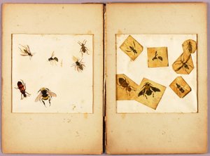 INSEKTEN--Farbig (Beste Hummeln...), Studienmappe für das Buch Concealing Coloration in the Animal Kingdom von Abbott Handerson Thayer