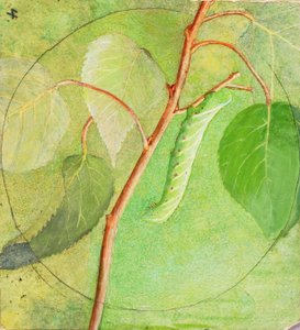 Sphinxraupe, Studie für das Buch 