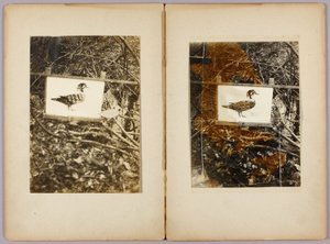 Schablonenenten, Studienmappe für das Buch Concealing Coloration in the Animal Kingdom