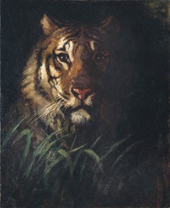 Tigerkopf