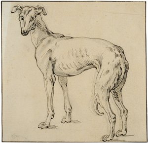 Windhund von Abraham Bloemaert