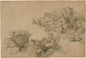 Studien einer Kürbispflanze und von Kohlköpfen von Abraham Bloemaert