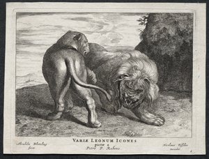 Verschiedene Löwen