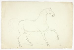 Hengst von Abraham Cooper