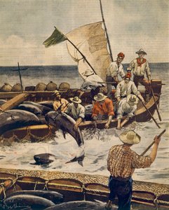 Außergewöhnlicher Blauflossen-Thunfischfang auf der Insel Piana, Sardinien, von Achille Beltrame (1871-1945), aus La Domenica del Corriere, 30. Juni 1900