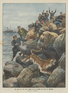Die Jagd auf einen Tiger, der aus einem Käfig im Hafen von Marseille entkommen ist