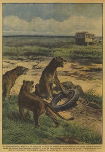 Die wilden Tiere haben Spaß