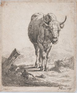 Eine Kuh, von vorne gesehen, 1805