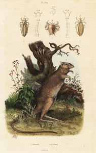 Langfüßiger Potoroo und Läusearten