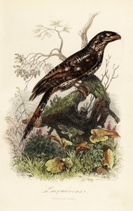 Papua-Froschmaul, Podargus papuensis