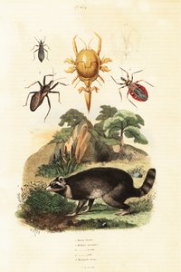 Waschbär und Zecken