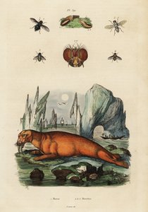 Walross und Fliegen (Gravur)