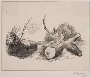 Die Spinne