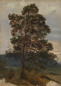 Studie eines Kiefernbaums von Adolph Tidemand