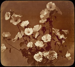 Blumenstudie, Hibiskus