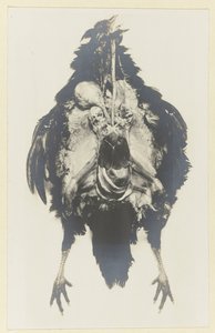 Anatomie eines Huhns von Adolphe Louis Donnadieu