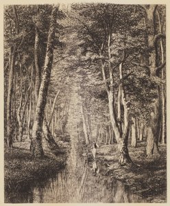 Fluss im Wald
