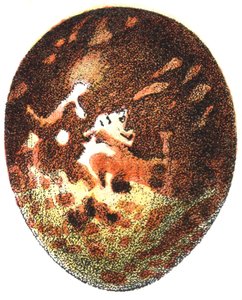 Ei eines Wespenbussards (Pernis apivorus), 1923 von Adolphe Philippe Millot