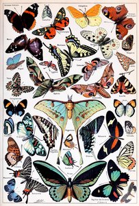 Illustration von Schmetterlingen und Motten